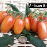 Artisan Blush Tiger - Stabtomate