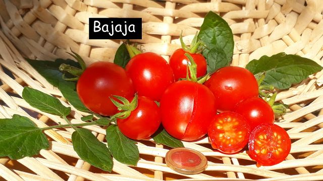 Bajaja - Strauchtomate