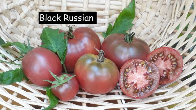 Black Russian
