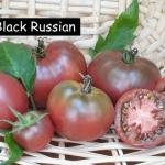 Black Russian