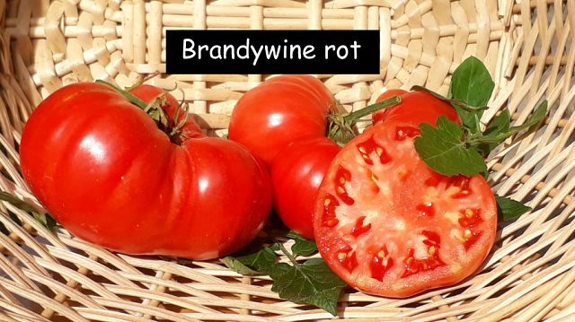 Brandywine rot