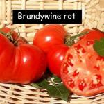 Brandywine rot
