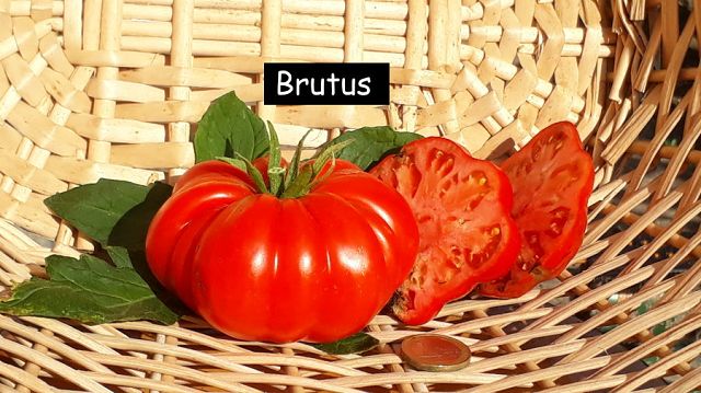 Brutus