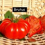 Brutus