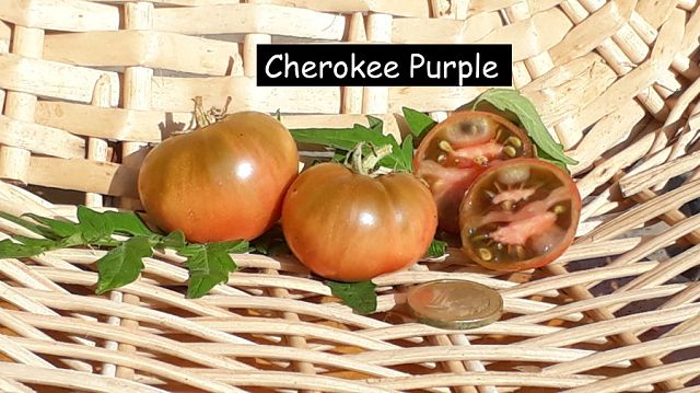 Cherokee Purple