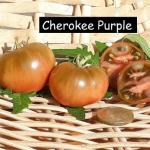 Cherokee Purple