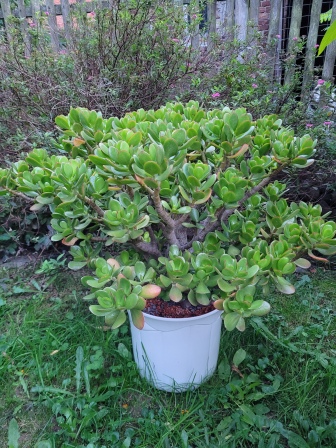 Affenbrot oder Geldbaum