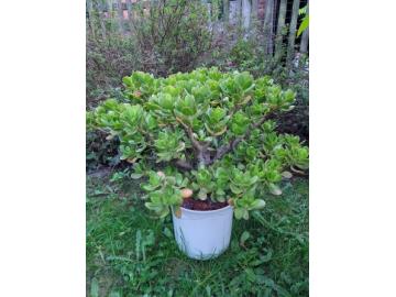 Affenbrot oder Geldbaum