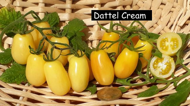 Dattel Cream