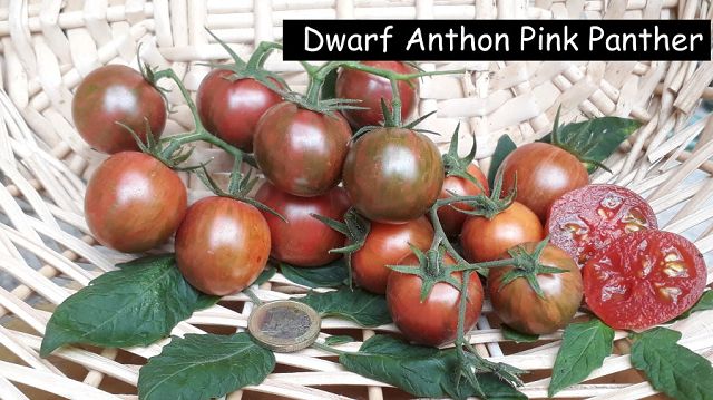 Dwarf Anthon Pink Panther