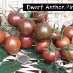 Dwarf Anthon Pink Panther
