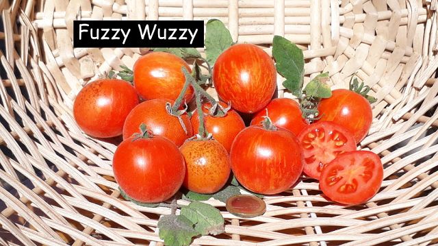 Fuzzy Wuzzy