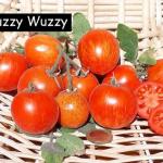 Fuzzy Wuzzy