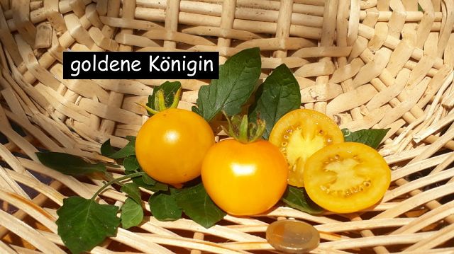 Goldene Königin