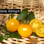 Goldene Königin