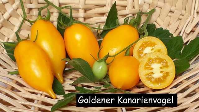 Goldener Kanarienvogel