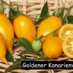 Goldener Kanarienvogel