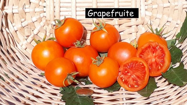 Grapefruite (Zlatava)