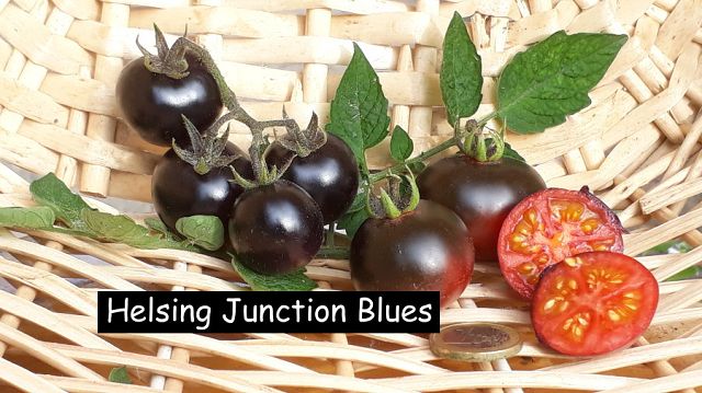 Helsing Junction Blues -  Cocktailtomate
