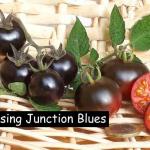 Helsing Junction Blues -  Cocktailtomate
