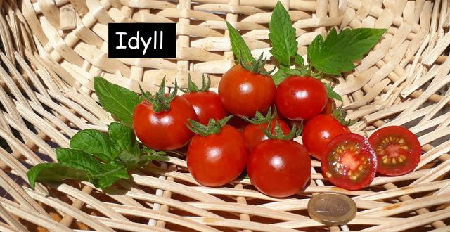 Idyll . Cherrytomate
