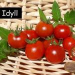 Idyll . Cherrytomate