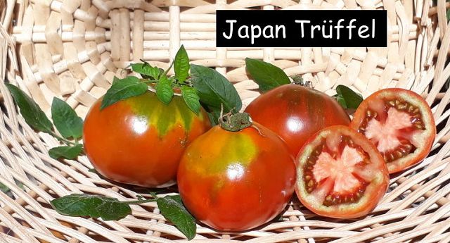 Japan Trüffel
