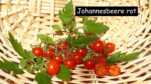 Johannesbeer rot