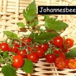 Johannesbeer rot