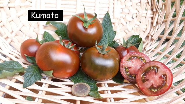 Kumato