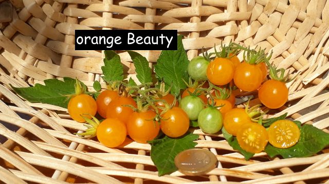 orange Beauty