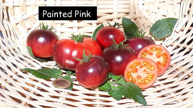 Painted Pink