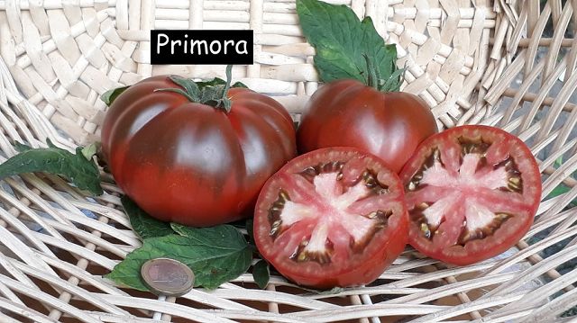 Primora
