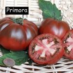 Primora