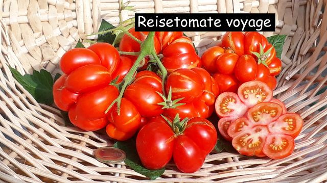 Reisetomate voyage
