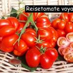 Reisetomate voyage