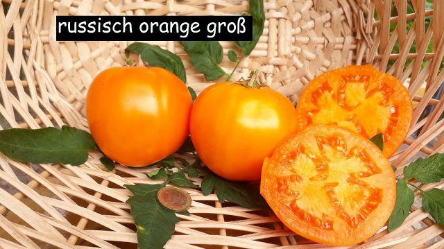 orange Russia