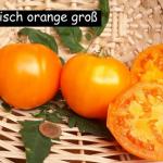 orange Russia
