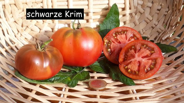 schwarze Krim