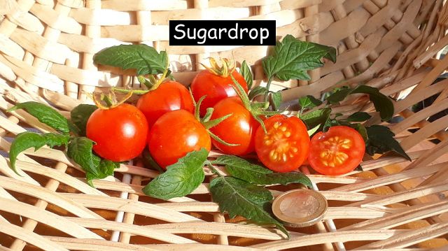 Sugardrop