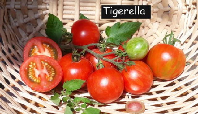 Tigerella rot
