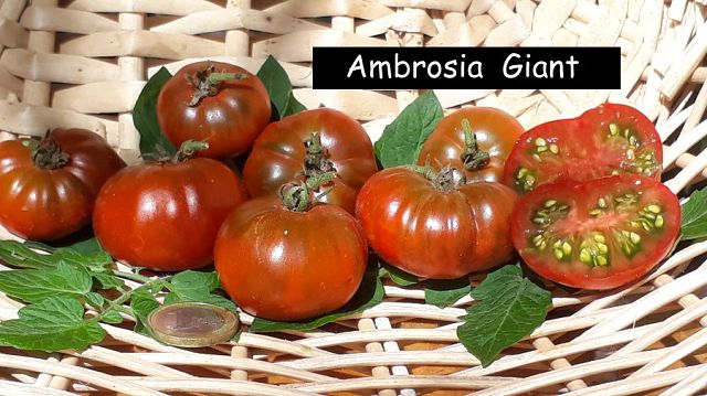 Ambrosia Giant