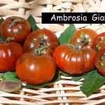 Ambrosia Giant
