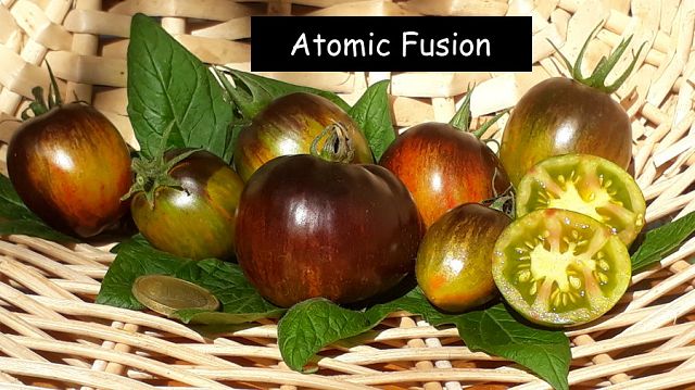 Atomic Fusion