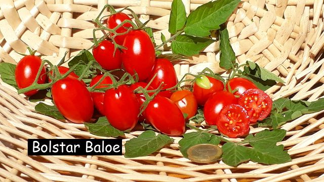 Bolstar Baloe