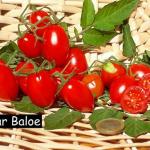 Bolstar Baloe