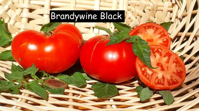 Brandywine black
