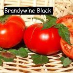 Brandywine black