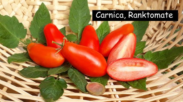 Carnica - Ranktomate
