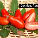 Carnica - Ranktomate